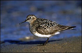 A Baird's Sandpiper, the subject of my efforts, takes a rest after its long journey north